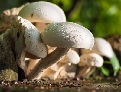 Health benefits of mushroom consumption  Why it is important to eat them often?